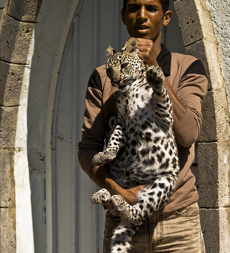 young-arabian-leopard-in-yemen