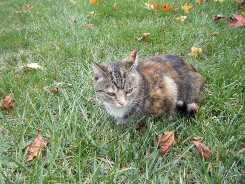 calico cat outside backyard grass green verdure greenery leaves autumn